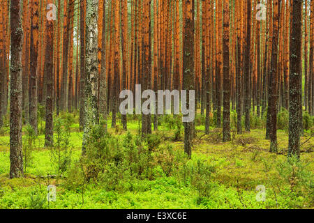 Pino silvestre (Pinus sylvestris) in una fitta foresta di pini, Biebrza National Park, Polonia Foto Stock