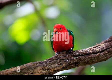 Australian re Parrot (Alisterus scapularis), adulto maschio, captive, Australia Foto Stock