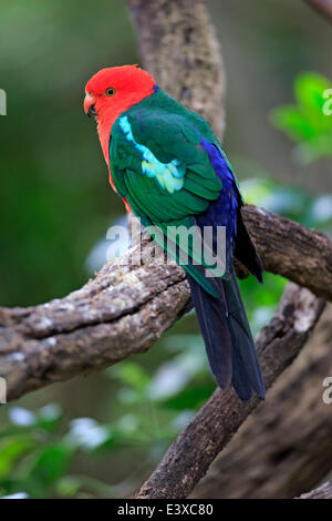 Australian re Parrot (Alisterus scapularis), adulto maschio, captive, Australia Foto Stock