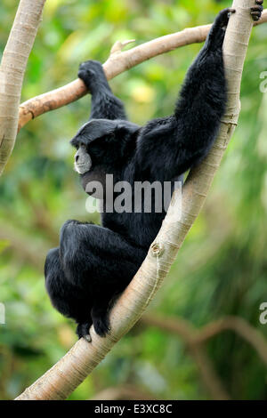 Siamang (Symphalangus syndactylus), adulto maschio su un albero, captive, Singapore Foto Stock