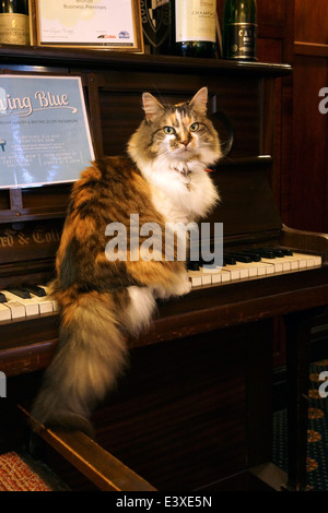 Un pub cat si rende comoda seduta su una tastiera di pianoforte Foto Stock