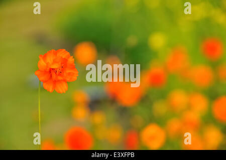 Primo piano del fiore Foto Stock