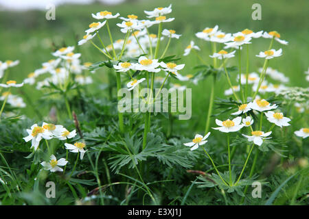 Fiori del Anemone Foto Stock