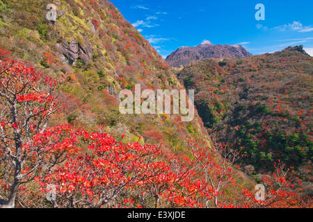 Foglie di autunno Foto Stock