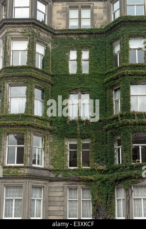 Ivy crescente sulla parte esterna di una casa in Rothesay terrazza, Edinburgh New Town Foto Stock