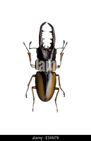 Coleoptera; Lucanidae; Prosopocoilus savagei; Speranza; Foto Stock