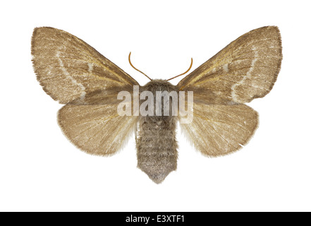 I lepidotteri; Lasiocampidae; Psilogaster loti; Reichenbach 1817; Foto Stock