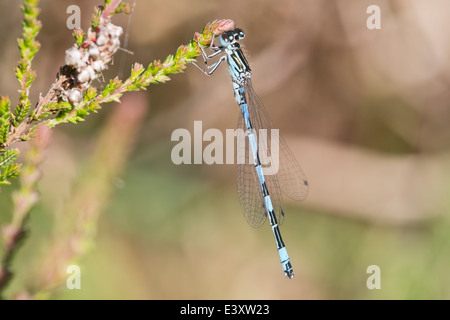 Damselfly meridionale (Coenagrion mercuriale) maschio adulto damselfly poggiante sulla vegetazione, New Forest, England, Regno Unito Foto Stock