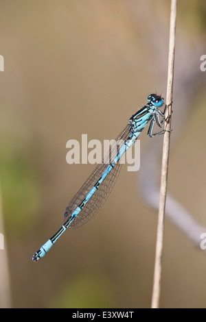 Damselfly meridionale (Coenagrion mercuriale) maschio adulto damselfly poggiante sulla vegetazione, New Forest, England, Regno Unito Foto Stock