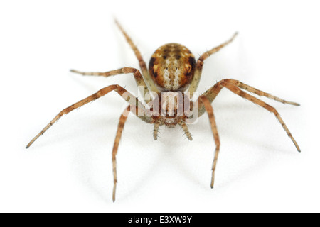 Tappeto erboso femmina in esecuzione-spider (Philodromus cespitum), parte della famiglia Philodromidae - Esecuzione di ragni granchio. Isolato su bianco. Foto Stock