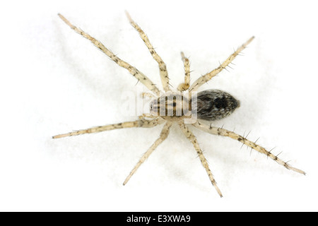 Ronzio spider (Anyphaena accentuata), parte della famiglia Anyphaenidae - Ghost ragni. Isolato su sfondo bianco. Foto Stock