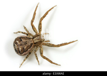 Femmina Xysticus cristatus spider, parte della famiglia Thomisidae - Crab ragni. Isolato su sfondo bianco. Foto Stock