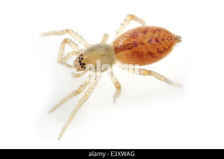 I capretti Clubiona comta spider, parte della famiglia Clubionidae - Sac ragni. Isolato su sfondo bianco. Foto Stock