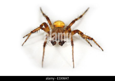 Maschio di quattro spot orb weaver (Araneus quadratus) parte della famiglia Araneidae - orbweavers. Foto Stock