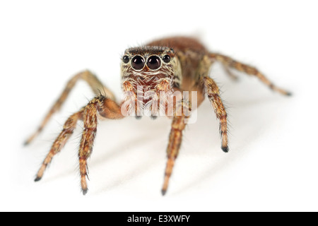 Femmina Evarcha falcata spider, parte della Famiglia Salticidae - Jumping ragni. Testa-su view Foto Stock