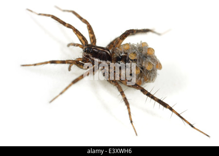 Pin femmina-striscia Wolf-spider (Pardosa monticola), parte della famiglia Lycosidae - Wolf ragni. Spiderlings portante sulla sua schiena Foto Stock