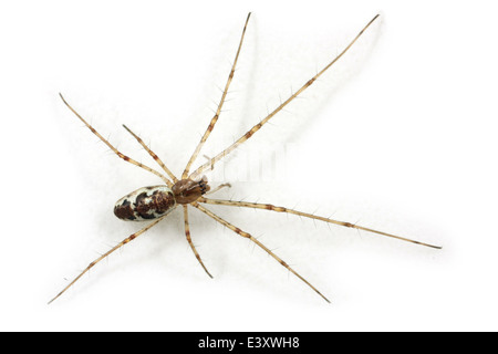 Femmina tratto smussato-spider (Tetragnatha obtusa), parte della famiglia Tetragnathidae - Longjawed orbweavers o Stretch ragni. Foto Stock