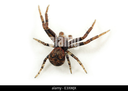 Xysticus maschio audax spider, parte della famiglia Thomisidae - Crab ragni. Isolato su sfondo bianco. Foto Stock