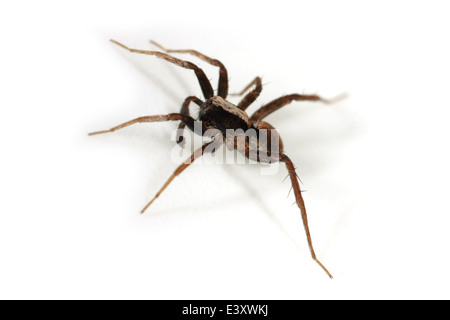 Bruciato maschio Wolf-spider (Xerolycosa nemoralis), parte della famiglia Lycosidae - Wolf ragni. Isolato su sfondo bianco. Foto Stock