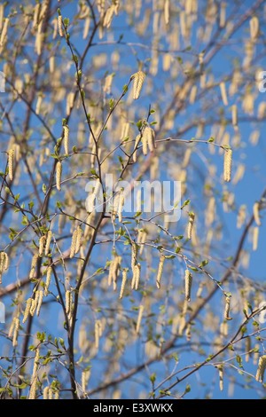 Modello di giovani ramoscelli di betulla sul cielo blu sullo sfondo Foto Stock