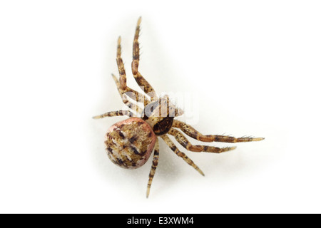 Xysticus femmina audax spider, parte della famiglia Thomisidae - Crab ragni. Isolato su sfondo bianco. Foto Stock