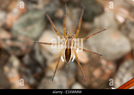 Femmina Dolomedes fimbriatus (grande zattera spider) parte della famiglia Pisauridae, vivaio spider web, galleggiante sulla superficie Foto Stock