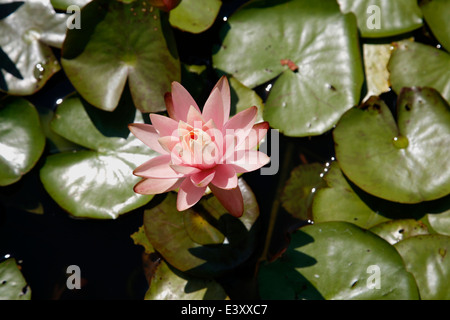 Ninfee Peach Glow è un genere di hardy e offerta di piante acquatiche in famiglia Nymphaeaceae. Foto Stock