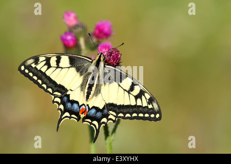 A coda di rondine (farfalla Papilio machaon). Europa Foto Stock