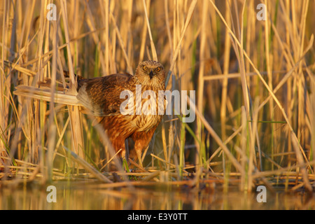 Maschio di Falco di palude (Circus aeruginosus) in corrispondenza del bordo della lamella. Foto Stock