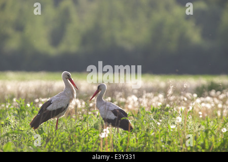 Cicogna bianca (Ciconia ciconia). Europa Foto Stock