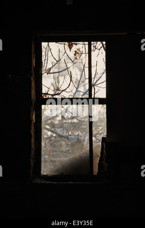 Polveroso del telaio della finestra nella stanza buia di una casa abbandonata. Foto Stock