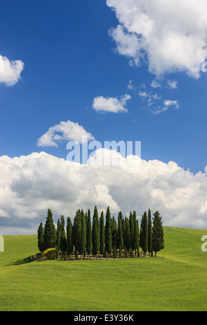 Cerchio di cipressi nei pressi di Torrenieri nel cuore della Toscana, Italia Foto Stock