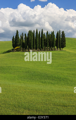 Cerchio di cipressi nei pressi di Torrenieri nel cuore della Toscana, Italia Foto Stock