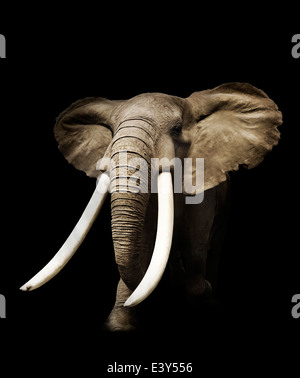 Elefante africano su sfondo nero Foto Stock