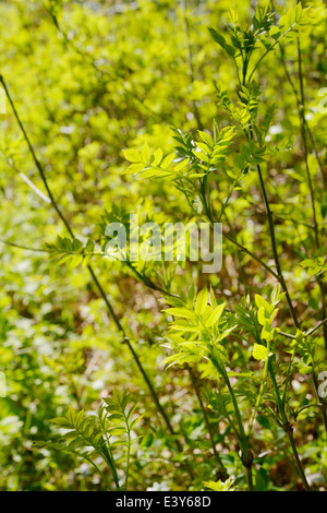 Fraxinous excelsior, Frassino Europeo la rigenerazione,il Galles, UK. Foto Stock