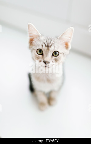 Vista aerea del tabby kitten sul pavimento Foto Stock