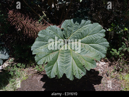 Uomo povero ombrello, Gunnera insignis, Poas Parco Nazionale, CR Foto Stock