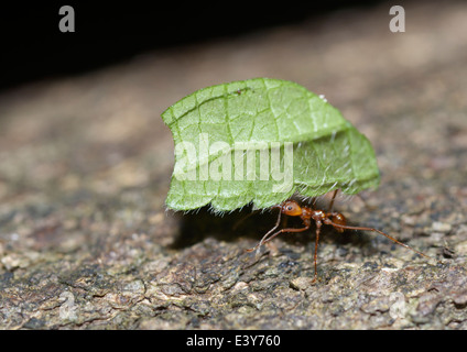 Fresa a foglia ant, atta sp. Foto Stock