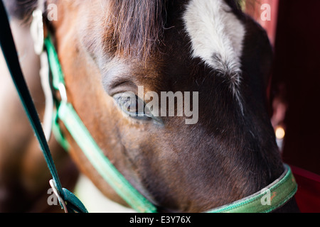 Close up del cavallo Foto Stock