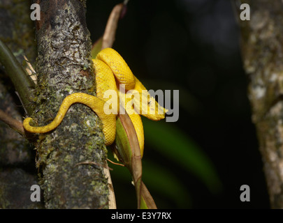 Tintura ciglia viper, Bothriechis schlegelii, Parco Nazionale Arenal, Costa Rica Foto Stock