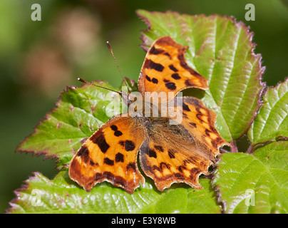 Virgola butterfly in appoggio sulla lamina. Box Hill, Dorking Surrey, Inghilterra. Foto Stock