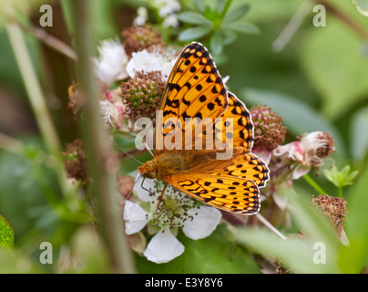 Verde scuro alimentazione Fritillary sui fiori di rovo. Box Hill, Dorking Surrey, Inghilterra. Foto Stock