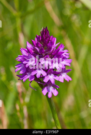 Orchide. Box Hill, Dorking Surrey, Inghilterra. Foto Stock