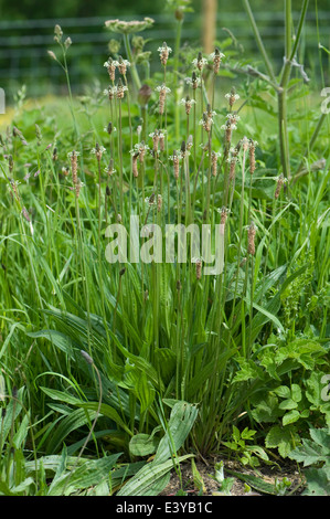 Ribwort piantaggine o agnello, lingua, planzago lanceolata, fioritura