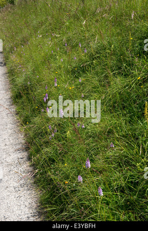 Common spotted orchidee Dactylorhiza fuchsii, fioritura su una strada orlo Foto Stock