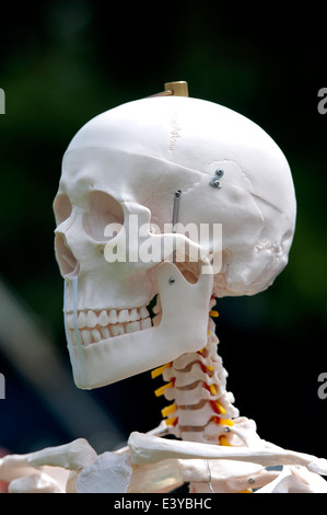 Una plastica cranio umano Foto Stock