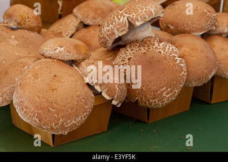 Cestini di funghi al Mercato del contadino Foto Stock