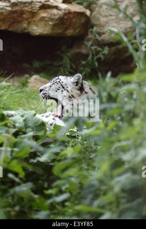 Snow Leopard in un zoo REGNO UNITO. Foto Stock