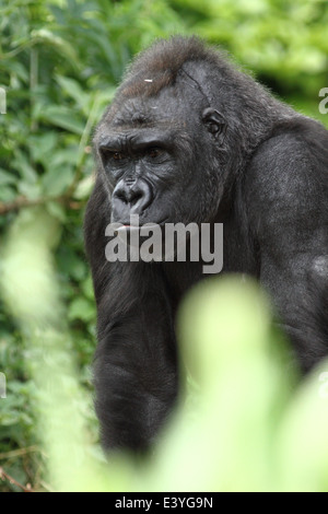 Jock, una pianura occidentale Gorilla presso lo Zoo di Bristol, Inghilterra, Regno Unito. Foto Stock