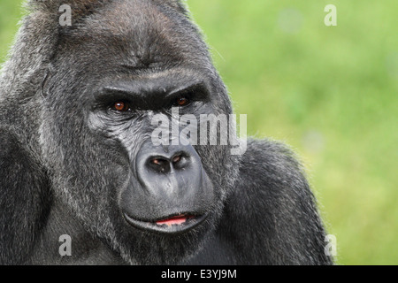 Jock, una pianura occidentale Gorilla presso lo Zoo di Bristol, Inghilterra, Regno Unito. Foto Stock
